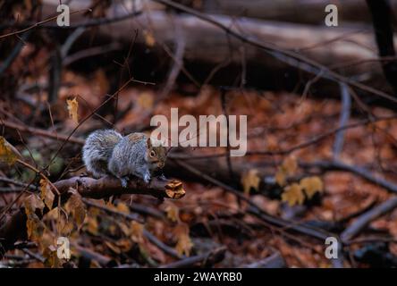An eastern gray squirrel at the edge of a branch in the forest with fall leaves on the ground Stock Photo