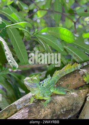 Plumed or green crested basilisk (Basiliscus plumifrons) male in the growing over water in rainforest, Cahuita NP, Limon Province, Costa Rica Stock Photo