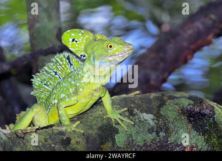 Plumed or green crested basilisk (Basiliscus plumifrons) male in the growing over water in rainforest, Cahuita National Park, Limon, Costa Rica Stock Photo