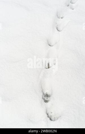 High angle view of cat footprints in a snow as winter background Stock Photo