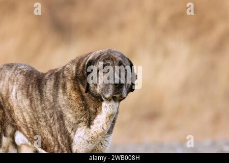 portrait of an asian shepherd dog, the kangal, a great and powerfull guard dog Stock Photo