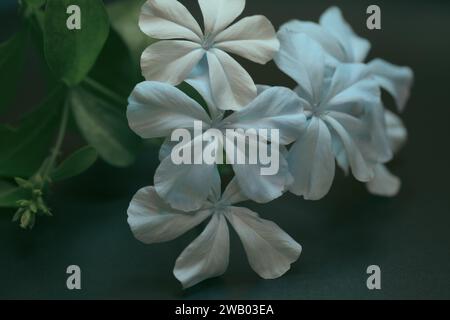 A vibrant display of a collection of white flowers with lush green leaves, arranged neatly on a table top Stock Photo