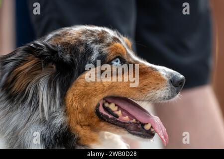 A closeup of an Australian shepherd puppy or Aussie with its mouth open and its long pink tongue hanging out. The dog has brown, grey, and white fur. Stock Photo