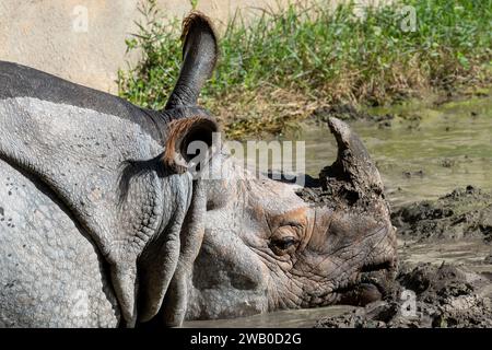 A Greater One-Horned rhino or Indian Rhinoceros lying in dirty mud.The large zoo mammal has a black horn, grey thick skin with folds, and a rough skin Stock Photo