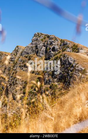 A photo of Te-Mata Peak in Napier, New Zealand. In the foreground are a few reeds. Stock Photo