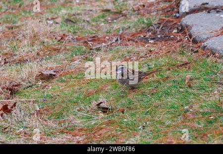 White-throated Sparrow on the ground eating in the grass profile to camera Stock Photo