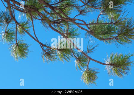 Conifer tree branches Stock Photo
