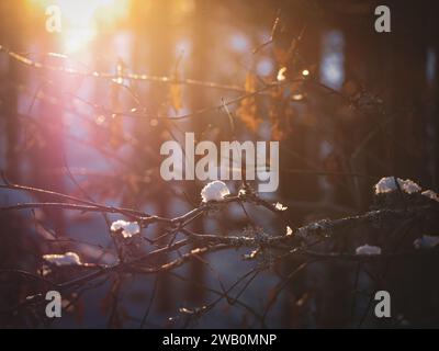 Close up of snow covered branch Stock Photo