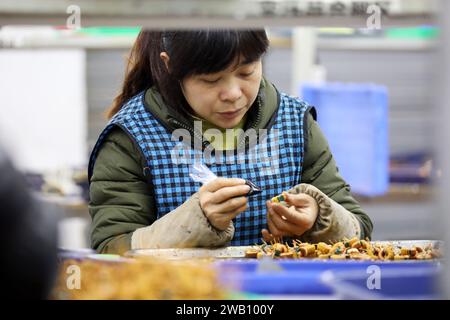 ZIXING, CHINA - JANUARY 5, 2024 - A woman processes electronic parts at an electronics factory in Zixing city, Central China's Hunan province, Jan 5, Stock Photo