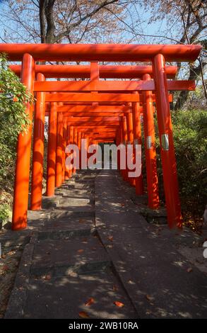 Nagoya, Japan - November 20, 2007: The view of the bright  vermilion torii gates at Nagoya Branch of Chiyo Inari Shrine. Nagoya. Japan Stock Photo