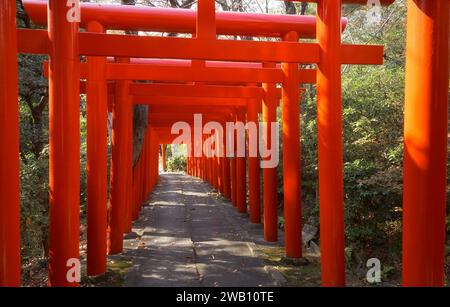 Nagoya, Japan - November 20, 2007: The view of the bright  vermilion torii gates at Nagoya Branch of Chiyo Inari Shrine. Nagoya. Japan Stock Photo