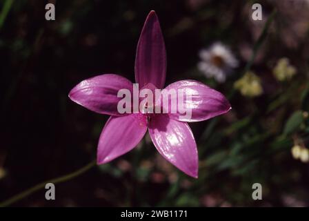 Elythranthera emarginata, commonly known as the pink enamel orchid, is a plant in the orchid family Orchidaceae and is endemic to the south-west of WA. Stock Photo