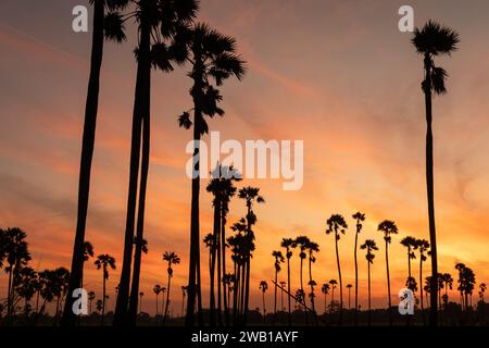 Sunrise landscape with sugar palm trees in morning. Stock Photo