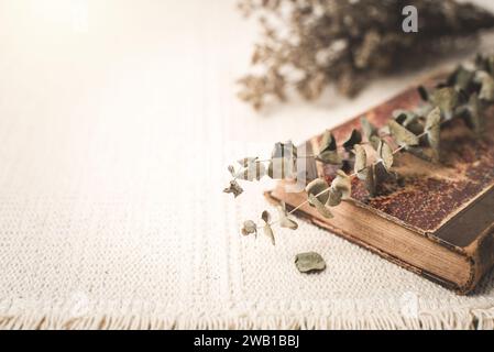Dried Eucalyptus branches and leaves on the table. Stock Photo