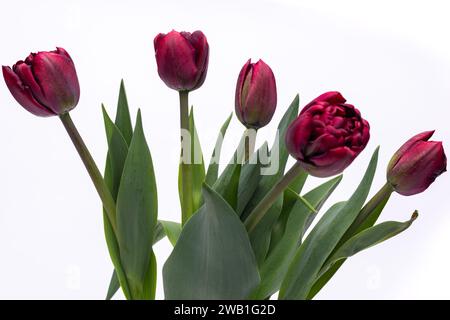 Elegant rich velvety dark purple burgundy Palmyra tulips spring bouquet in white vase on white background. Spring tulips. Tulips bouquet close up. Stock Photo
