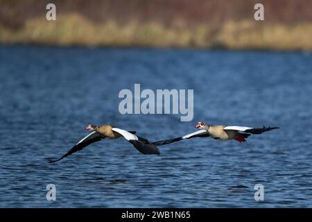 A pair of Nile geese flying over a lake, Lake Kemnader, Ruhr area, North Rhine-Westphalia, Germany Stock Photo