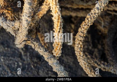 Old rope washed up contaminating Ballywalter beach Stock Photo