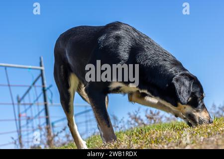 Closeup of a dog following the trail and sniffing the grass. creative bottom view Stock Photo
