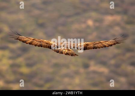 A majestic golden eagle flying gracefully in the sky above a lush green hill Stock Photo