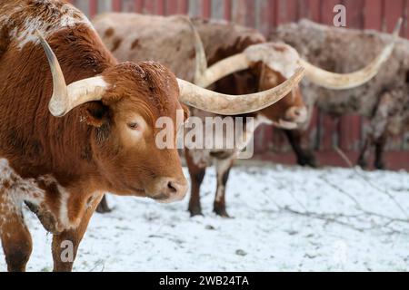 08.01.2024 In Hasselfelde im Landkreis Harz in Sachsen-Anhalt stehen Longhorn-Rinder in der Westernstadt Pullman City Harz. Die hat nun bis zum 15. März Winterpause für Besucher. Hasselfelde Sachsen-Anhalt Deutschland *** 08 01 2024 In Hasselfelde in the district of Harz in Saxony Anhalt there are longhorn cattle in the western town of Pullman City Harz This is now closed to visitors until March 15 Hasselfelde Saxony Anhalt Germany Stock Photo