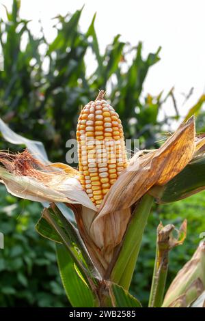 Ear of corns ready for harvest. Stock Photo