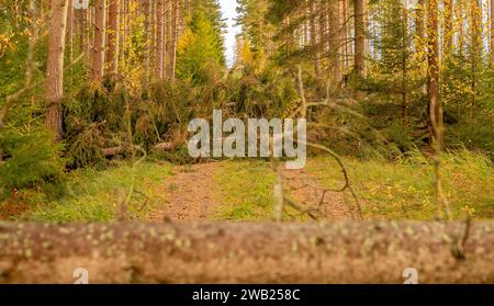 fallen tree after storm Stock Photo
