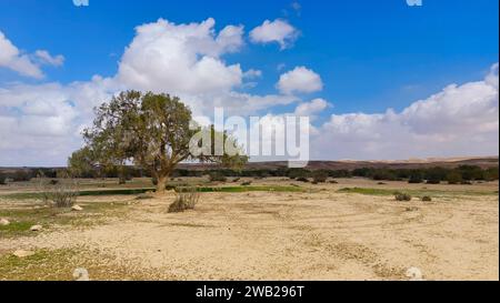 Tamarisk tree Stock Photo