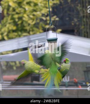 Wimbledon, London, UK. 8th Jan, 2024. Wild Parakeets compete for a dwindling supply of bird food in a London garden as temperatures plummet, with the risk of snow later. Credit: Malcolm Park/Alamy Live News Stock Photo