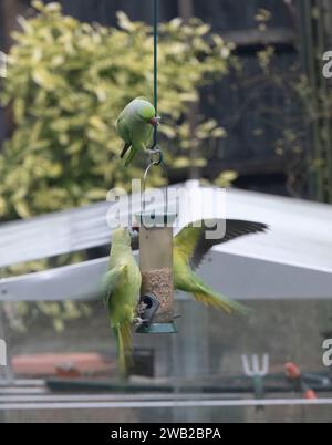 Wimbledon, London, UK. 8th Jan, 2024. Wild Parakeets compete for a dwindling supply of bird food in a London garden as temperatures plummet, with the risk of snow later. Credit: Malcolm Park/Alamy Live News Stock Photo