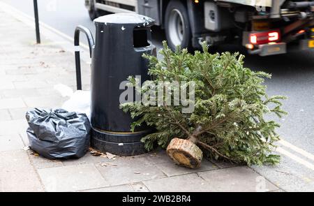 London, UK. 08th Jan, 2024. London marks the traditional conclusion of the festive season, having passed the twelfth day of Christmas. Residents, bidding farewell to the holidays, have placed their Christmas trees outside, transforming the city into a distinctive urban forest. Credit: Sinai Noor/Alamy Live News Credit: Sinai Noor/Alamy Live News Stock Photo