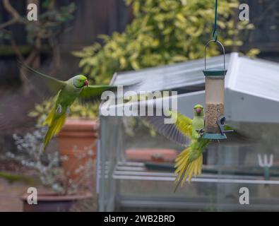 Wimbledon, London, UK. 8th Jan, 2024. Wild Parakeets compete for a dwindling supply of bird food in a London garden as temperatures plummet, with the risk of snow later. Credit: Malcolm Park/Alamy Live News Stock Photo