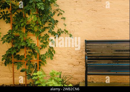 Black metal bench by a brick wall and green plant growing on trellis Stock Photo