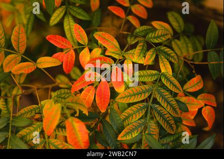 Textured leaves changing colors from green to red during autumn Stock Photo