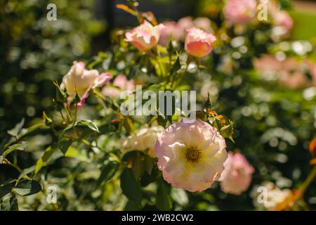 Pink garden roses in bright sunshine on a green background Stock Photo