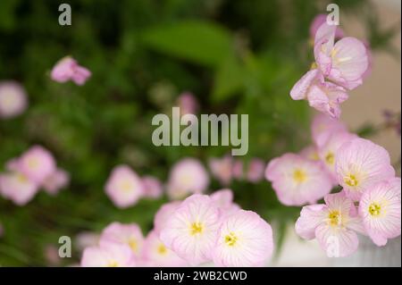 Pink Evening Primrose (Oenothera speciosa) Stock Photo