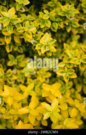 Yellow and green Fortune's spindle leaves Stock Photo