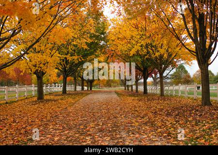 Autumn trees with colorful leaves lining a walking path at a park Stock Photo