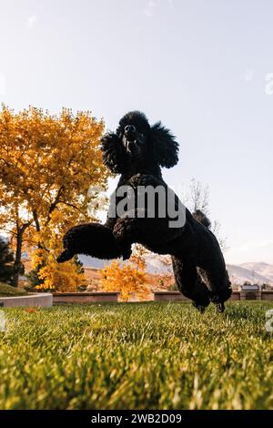 Wide low view of Black Miniature Poodle jumping and playing Stock Photo