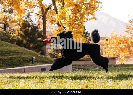 Black Miniature Poodle jumping and playing during autumn in Colorado Stock Photo