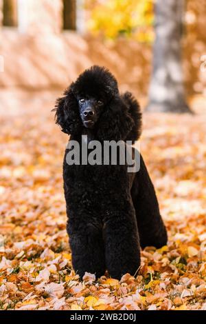 Black Miniature Poodle standing in orange fall leaves in autumn Stock Photo