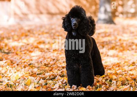 black miniature poodle standing in orange fall leaves in autumn Stock Photo