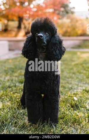 Black Miniature Poodle standing in grass with autumn leaves Stock Photo