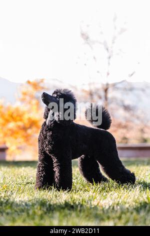 Black Miniature Poodle standing in front of fall leaves and mountains Stock Photo