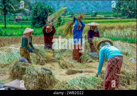 Indonesia, Java - Women harvesting and threshing rice. Stock Photo