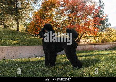 Black Miniature Poodle stacked standing in grass in autumn Stock Photo