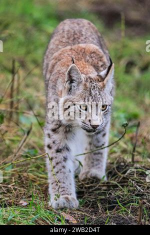 Eurasian lynx (Lynx lynx), juvenile, walking on grassland in winter, Germany Stock Photo