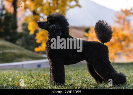 side view of black Miniature Poodle standing in a conformation stack Stock Photo
