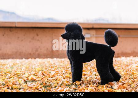 side profile of black miniature poodle standing in orange fall leaves Stock Photo