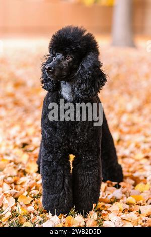 Black Miniature Poodle standing in orange autumn leaves Stock Photo