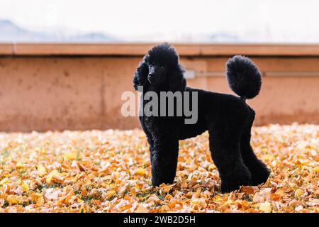Black Miniature Poodle standing in orange fall leaves in autumn Stock Photo